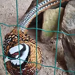 Goldfasan *