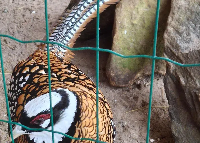 Goldfasan *